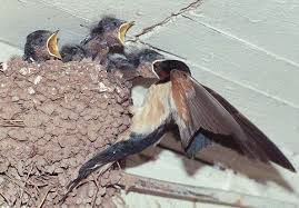 Birds That Make Mud Nests Under Bridges Nesting Barn Swallows Beautiful Flyers Barn Swallow Baby Barn Swallows Bird Barn