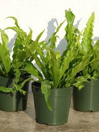 Image result for Asplenium angolense