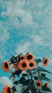 Aesthetic Favorite Hintergrundbildiphone Iphon Iphone Mobile Phone Phonebackg Sunflower Wallpaper Aesthetic Iphone Wallpaper Beautiful Summer Wallpaper