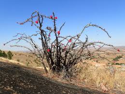 Image result for Carissa tetramera