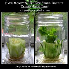 Save Money And Regrow Celery In Water Just Like This Visit Happy House And Garden To Find More Inspiring And Educational Growing Celery Garden Growing Food