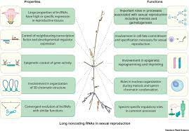 We did not find results for: Lncrnas In Plant And Animal Sexual Reproduction Trends In Plant Science