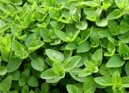 Image result for Origanum majorana