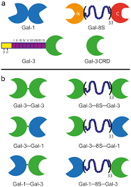 Misalnya 607 meaning in text ini memiliki arti dengan kata i miss you. Influence Of Protein Human Galectin 3 Design On Aspects Of Lectin Activity Springerlink