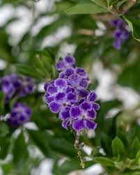 These appear when growing conditions are favorable. Duranta Erecta Sapphire Showers Golden Dewdrop Duranta Repens Pigeon Berry Skyflower Plantvine
