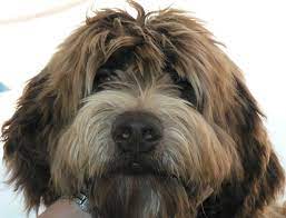 Pet grooming, dog and cat grooming, groom and wash animals and more in brooklyn, ny. Royal Pet Grooming Brooklyn The Y Guide