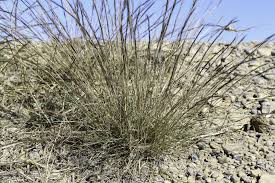 Image result for Aristida adscensionis