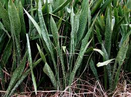 Image result for Sansevieria hyacinthoides