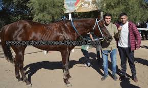 PASION BURRERA: Pista Pangare