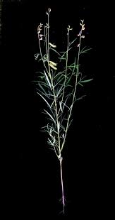 Image result for Crotalaria oocarpa