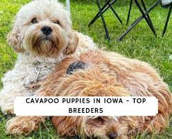 Charcoal represents one of man's very first technological achievements; Cavapoo Puppies In Iowa For Sale Top 5 Breeders 2021 We Love Doodles