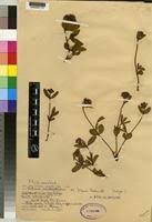 Image result for Pentanisia