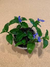 Image result for Commelina sphaerorrhizoma