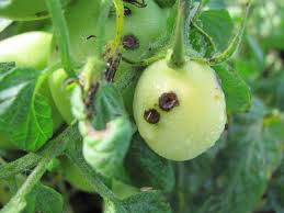 Image result for tomato seedling xanthomonas vesicatoria