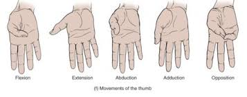 Scaphoid Fractures Morphopedics Scaphoid Fracture Hand Therapy Medical Knowledge