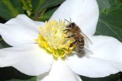 Image result