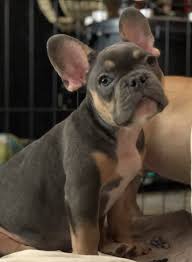 Black And Brown French Bulldog For Sale Milo Male Akc French Bulldog Puppy For Sale Sparta North Carolina Frenchbulldog Frenchb French Bulldog Puppies Bulldog Puppies For Sale Bulldog Puppies
