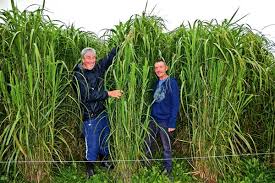 Miscanthus × giganteus, also known as the giant miscanthus, is a sterile hybrid of miscanthus sinensis and miscanthus sacchariflorus. 6 Reasons Why You Need To Grow Miscanthus Grass