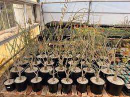 Image result for Sesamothamnus lugardii