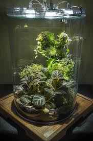 Ecuadorian Cylindrical Vivarium Page 2 Dendroboard Succulent Terrarium Open Terrariums Terrarium Plants