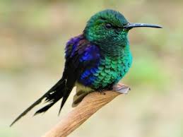 Image result for Struthiola thomsonii