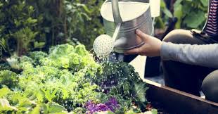 Le bon coin est un site web de petites annonces, fondé en france, durant l'année 2006. Au Jardin En Juillet Que Planter En Juillet Que Semer Le Potager Et Le Verger
