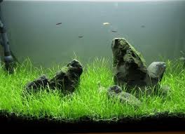 The Ultimate Guide To Dwarf Hairgrass: Care, Growth And Tips