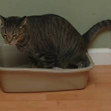 Obat untuk kucing pipis berdarah (fus/flutd). Kenapa Kucing Kencing Berdarah