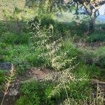 Image result for Eragrostis cylindriflora