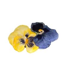 Dianthus thrives in hot and humid conditions, but will grow nicely in every region fo the united states. Pressed Violas Edible Flowers Edible Flower Decorations Cake Supplies