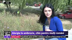 Combaterea prin erbicidare a ambroziei de pe terenurile virane publice sau private, pentru evitarea alergiilor si respectarea prevederilor art. Recomandarea Medicilor Pentru Persoanele Alergice La Ambrozie Digi24