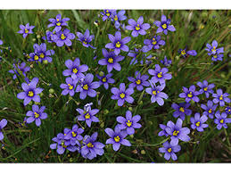 Image result for Sisyrinchium