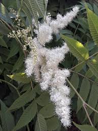 Image result for Sorbaria