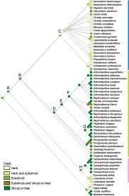 Image result for Droogmansia