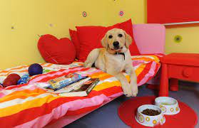 Book an affordable, trustworthy dog sitter near you at mrnmrspet.com. Pin On Luxury Dog Kennel