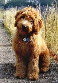 Black And Tan Labradoodle Living Streams Labradoodles Goldendoodle Water Dog Puppies