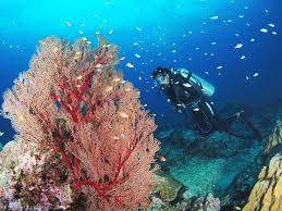 Scuba Diving & Snorkeling - Neil Island, Andaman Islands - Timings,  Trekking, Camping, Best Time to Visit