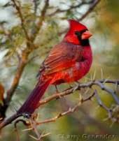 Occo Coffman Merritt Obituary August 30, 2017