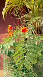 Image result for Fabaceae subfamily Caesalpinioideae