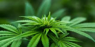 See full list on wikihow.com Grow Hydroponic Cannabis A Guide Agrowtronics Iiot For Growing