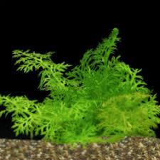 Image result for Ceratopteris