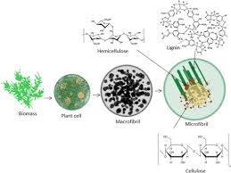 There is a wide variety of sources for lignocellulosic biomass, which includes agricultural waste (i.e., corn stover), forest waste from furniture and home construction. Physical And Chemical Pretreatment Of Lignocellulosic Biomass Sciencedirect