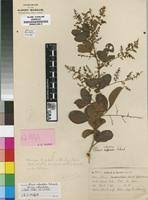 Image result for Searsia nebulosa