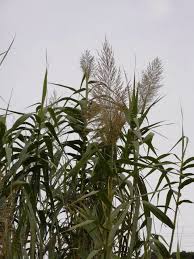 Image result for Arundo donax