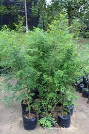 Image result for Ormocarpum