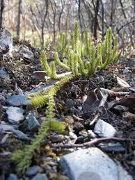 Image result for Lycopodiaceae