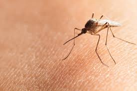 # foursquare © 2020 lovingly made in nyc, chi, sea & la. West Nile Virus Found In Ada County Mosquitoes