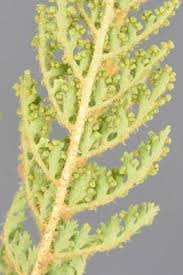 Image result for Mohria