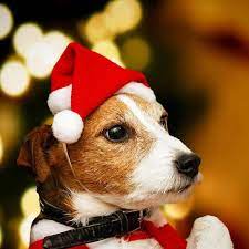 Santa Paws Dog Hat Gear Up Your Little Helper For A Fun Filled Christmas With The Santa Paws Dog Hat Red Santa Hat Soft Plus Dog Xmas Pet Costumes Dog Holiday