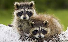 Tropical Deciduous Forest Animals 1440x900 Download Hd Wallpaper Wallpapertip